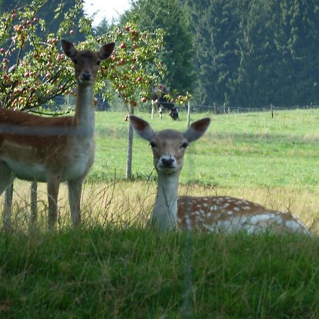 Hotel Und Landgasthof Zum Bockshahn Spessart  Экстерьер фото